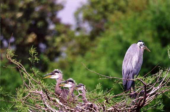 3 baby great blue herons