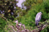 3 baby great blue heron