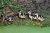 bbwducklings