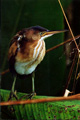 fleastbittern