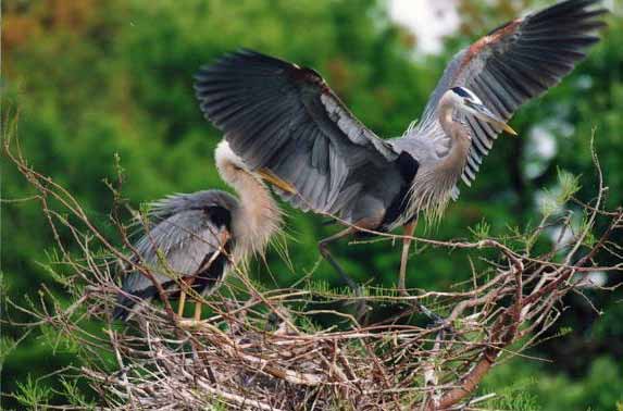 great blue heron big wings 31203