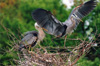 great blue heron big wings