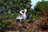 great blue heron kissing