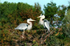 great blue heron parents