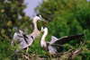 great blue heron parents