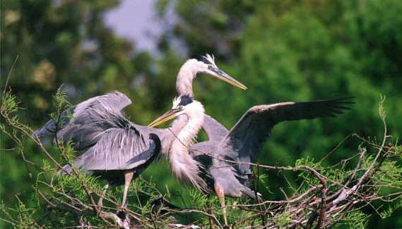 great blue heron parents 32003