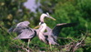 great blue heron parents