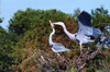 great blue heron parents helping twig