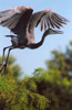gbhtakeoff2
