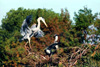 great blue heron walkin nest