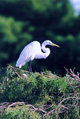 great egret