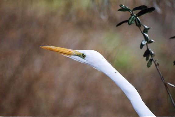 great egret head