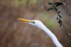 great egret head