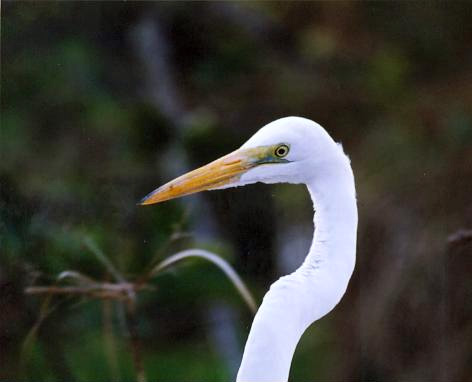 great egret head 2