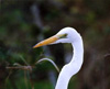 great egret head 2