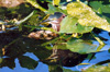 green heron head reflect