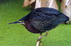 greenheron