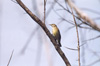 palmwarbler
