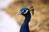 peacockhead
