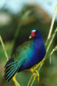 pgallinule