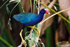 purplegallinule