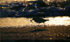rudyturnstone