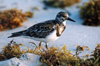 rudyturnstone