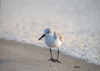sanderling