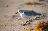 sanderling