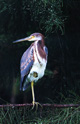tri colored heron one leg
