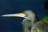 tri colored heron head