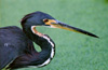 tricoloredheron