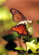 2monarchs