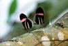 2rosinabflies