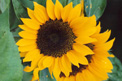 2 sunflowers