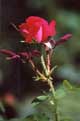 redrose