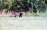 bobcat