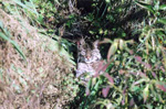 bobcat head