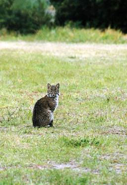 bobcat pose