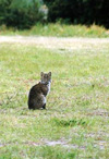 bobcat pose