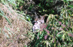 bobcat yawn
