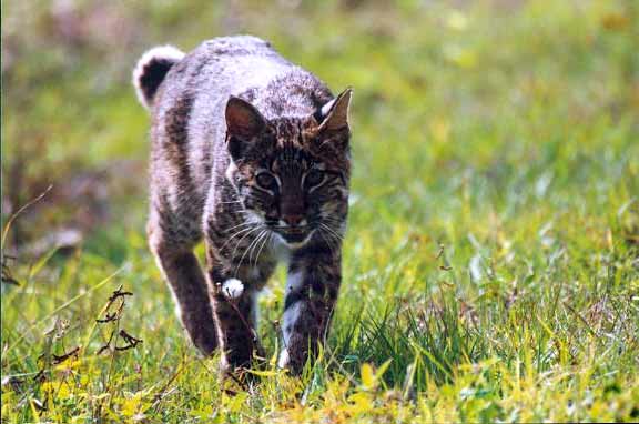 bob cat