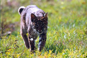 bobcat