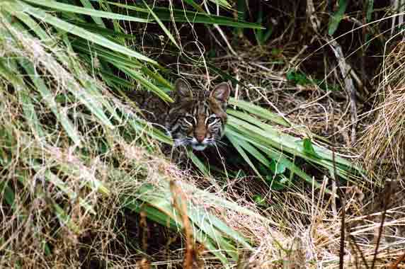 young bobcat peek