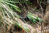 young bobcat peek