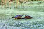 2turtles