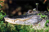gator head