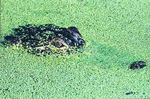 gatorhead