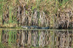markhamgator