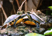 turtle kiss